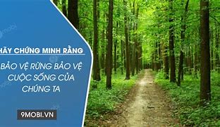 Ý Nghĩa Của Việc Bảo Vệ Rừng